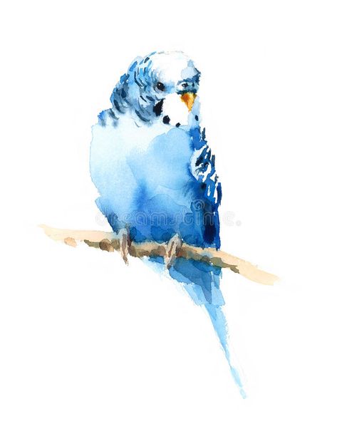 Bird Watercolor Paintings, Cat Art Print, Bird Drawings, Bird Illustration, Watercolor Bird, Watercolor Animals, Watercolor Artwork, Birds Painting, Bird Art