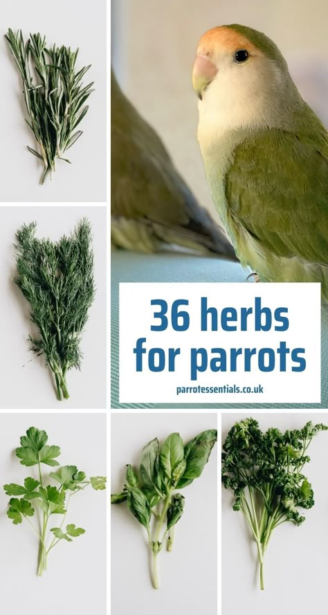 Homemade Parrot Food, Budgie Diet, Parrot Foraging, Parrot Habitat, Cockatiel Care, Parakeet Care, Parrot Diet, Conure Bird, Parrot Training