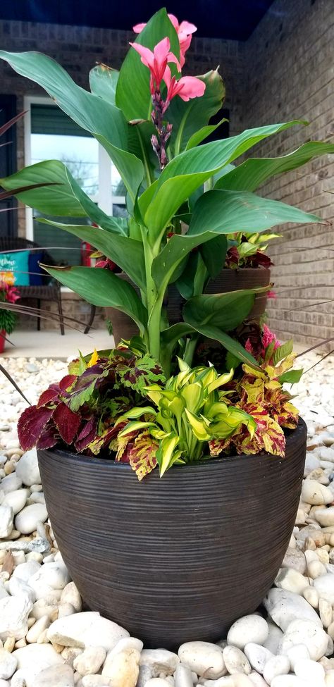 Canna Lily planter arrangement. Canna Lily Pot Ideas, Canna Pot Ideas, Canna Lily Planter Ideas, Canna Planter Ideas, Canna Lily Landscaping Front Yard, Canna Lily In Pots, Canna Plants, Canna Garden, Canna Lily Container Pots Full Sun