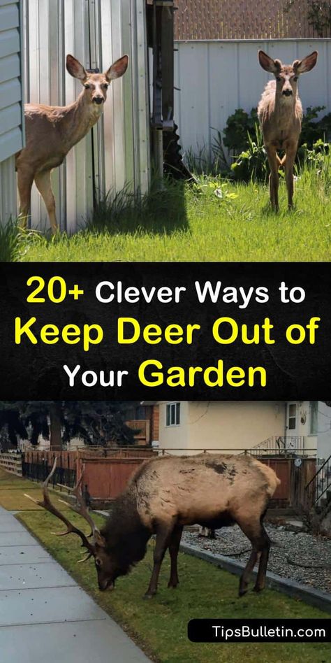 20+ Clever Ways to Keep Deer Out of Your Garden Keep Deer Out Of Garden, Deer Resistant Landscaping, Deer Repellent, Deer Resistant Flowers, Deer Resistant Garden, Deer Repellant, Deer Proof, Deer Resistant Perennials, Deer Fence