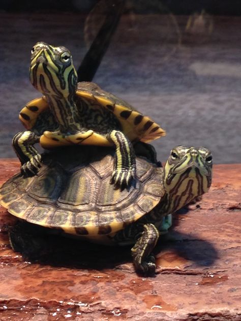 Yellow bellied slider friends Turtle Aesthetic, Yellow Bellied Slider, Land Turtles, Slider Turtle, Turtle Wallpaper, Baby Tortoise, Turtle Time, Baby Sea Turtles, Turtle Pond