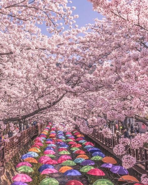 Spring in Korea - 20 Best Places to See Korea in Spring Korea In Spring, Spring In Korea, Spring Korea, Seoul Korea Travel, Nami Island, South Korea Travel, Jeju Island, Korea Travel, Beautiful Park