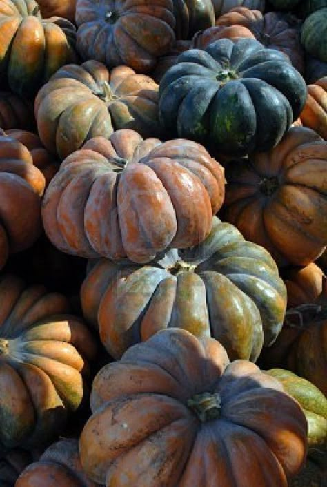 We love these Cinderella pumpkins! They don't need any embellishment. Pumpkins And Gourds, I Love Autumn, Seasons Autumn, Autumn Love, Fall Is In The Air, Colors Of Fall, Love Autumn, Harvest Time, Fabulous Fall