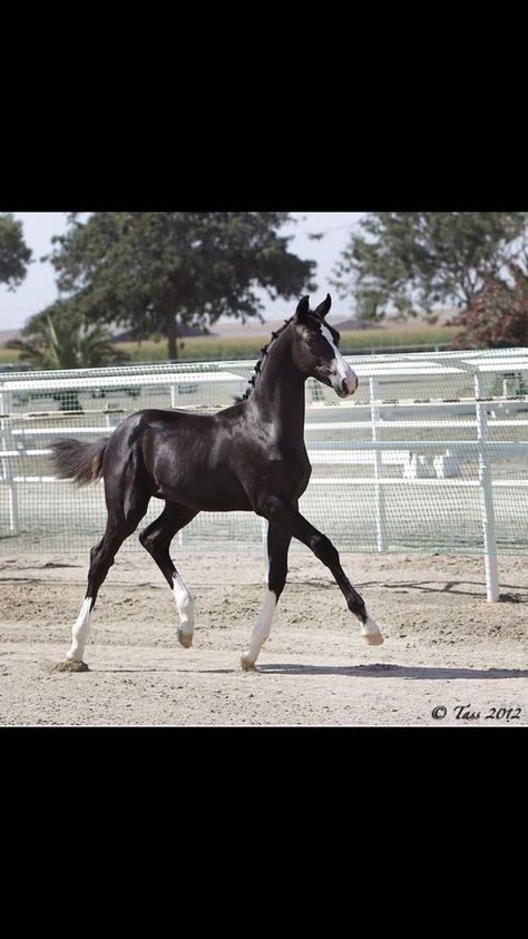 Kathiyawadi Horse, Horse Markings, Beautiful Horses Photography, Beautiful Horse Pictures, Horse Therapy, Eventing Horses, Horse Costumes, Akhal Teke, Baby Horses