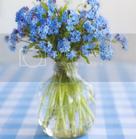 Aren't these little blue blossoms adorable? Forget Me Nots are one of my favorite springtime flowers, as they make the garden look like ... Flower Arragement, Flower Magazine, September Flowers, Spring Flower Arrangements, Beauty Drawings, Forget Me Not Flowers, Unusual Flowers, Flower Arrangements Diy, Forget Me Nots