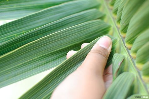 How to Make a Palm Frond Cross: 14 Steps (with Pictures) - wikiHow Palm Cross, Palm Sunday Crafts, Palm Frond Art, Palm Branch, In Remembrance, Diy Cross, Palm Sunday, Palm Fronds, Oral Health Care