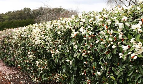 Port Wine Magnolia Hedge, Magnolia Tree Hedge, Magnolia Trees In Pots, Fairy Magnolia Tree, Port Wine Magnolia, Fairy Magnolia Hedge, Magnolia Hedge, Fairy Magnolia, Magnolia Tree Landscaping