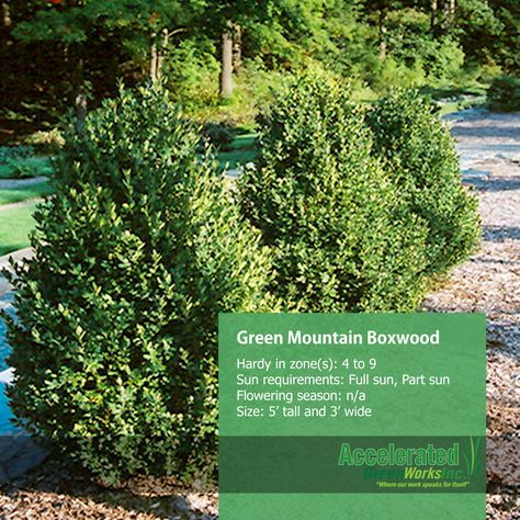 Boxwood Green Mountain, Green Mountain Boxwood Landscaping, Backyard Bed, Green Mountain Boxwood, American Boxwood, Cape Cod Exterior, Boxwood Landscaping, Garden Pools, Box Wood Shrub