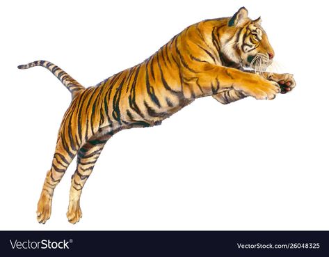 Jumping Drawing Reference, Indian Pattern Design, Jumping Drawing, Indian Jungle, Jumping Poses, Fat Tiger, Tiger Sketch, Tiger Photography, Traditional Tattoo Inspiration