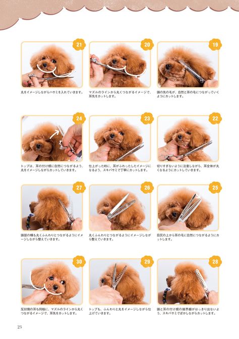 Toy Poodle Haircut, Dog Grooming Diy, Goldendoodle Grooming, Pet Grooming Business, Perro Shih Tzu, Dog Grooming Styles, Poodle Cuts, Dog Grooming Shop, Creative Grooming