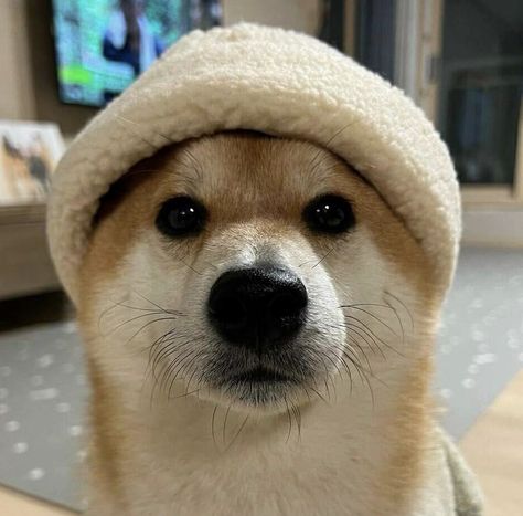 Shiba Inu Icon, White Shiba Inu, Tupac Wallpaper, Shiba Inu Dog, Heck Yeah, Shiba Inu, Funny Dogs, Cute Dogs, All In One