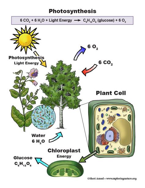 Photosynthesis (Grade 9-12) Photosynthesis And Cellular Respiration, Performance Tasks, Carbon Cycle, Cellular Respiration, Chemical Energy, Chemical Equation, Plant Cell, Food Web, Environmental Issues