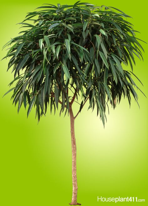 Ficus Alii #houseplants have hundreds of long, narrow, thick leaves. Great indoor tree! http://www.houseplant411.com/houseplant/ficus-ali-plant Ficus Alli, Ficus Audrey Care, Ficus Maclellandii, Ficus Alii, Ficus Tree Indoor, Ficus Altissima Care, Rubber Plant Ficus Elastica, Grow Butterflies, Ficus Carica