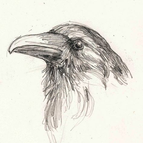 Pencil sketch of beady-eyed bird Bird Eyes Drawing, Pen Animal Sketch, Bird Art Sketch, Hawk Drawing Sketches, Animal Eye Sketch, Bird Eye Drawing, Bird Perspective Drawing, Drawings Of Ravens, Bird Ink Drawing