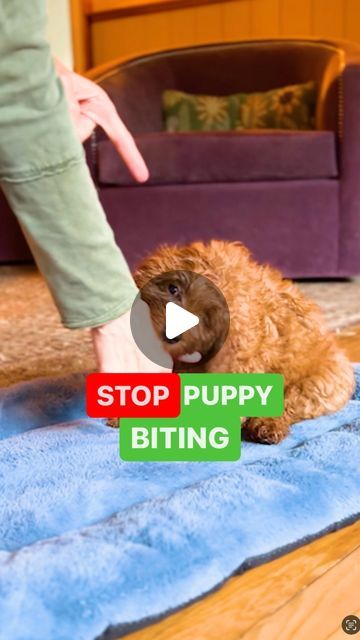 Sarah Hodgson on Instagram: "🐾 HOW TO STOP PUPPY BITING 🛑
1️⃣ Stand up and out of their reach to show them that when the biting starts, the play stops!
2️⃣ Teach your puppy to give kisses instead. Take a little bit of butter or yogurt, put it on your hand allowing them to lick while assigning the word “kisses!” Repeat this and soon they’ll learn that giving kisses is a better way to interact.

‼️ Meet Gus! He could be YOUR puppy! I’m imprinting him for @nutmeglabradoodles Interested in taking Gus home? Reach out to @nutmeglabradoodles to learn more.

💁🏼‍♀️🐶Follow me for more training, and leave your questions in the comments! 

—

#dogtrainer 
#dogtraining 
#dogtrainingtips
#dogbehavior" Stop Puppy Biting, Puppies Tips, Puppy Biting, Dog Behavior, Dog Trainer, Dog Training Tips, Dog Training, Stand Up, Yogurt