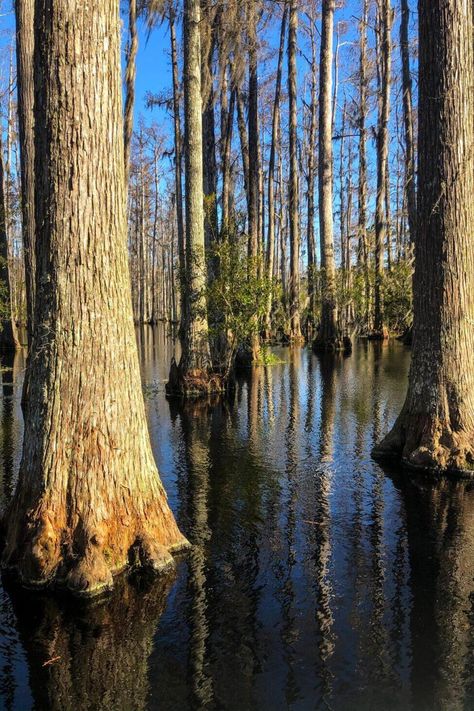 You Are Probably Missing Out on Congaree National Park in South Carolina Congaree National Park South Carolina, Bald Cypress Tree, Cypress Knees, Congaree National Park, Bald Cypress, Columbia South Carolina, River Otter, Cypress Trees, Cool Cafe