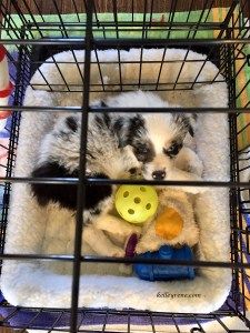 Mini Aussie Shepherd Training, Aussie Training Tips, Training Australian Shepherd Puppy, Australian Shepherd Puppy Training Tips, Australian Shepherd Names, Australian Shepherd Training, Mini Aussie Puppy, Toy Aussie, Aussie Puppy