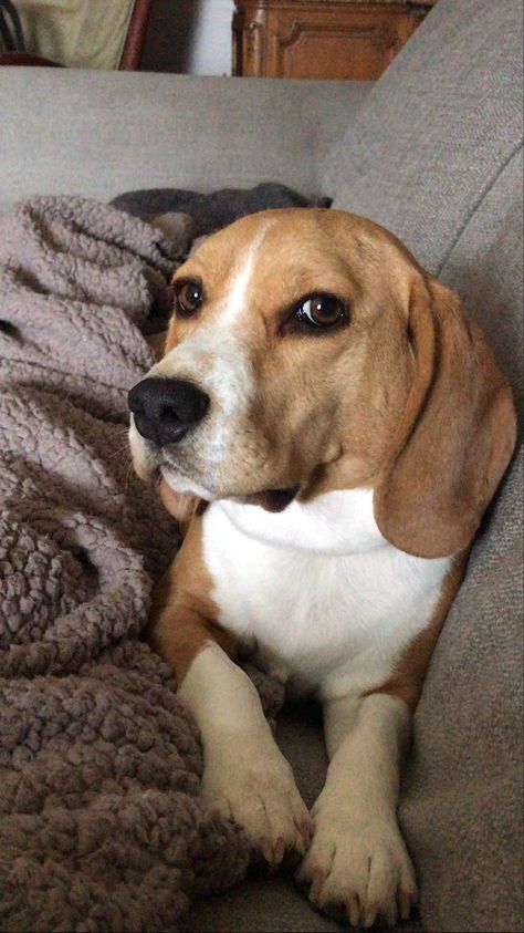 Begal Dogs Full Grown, Dogs Full Grown, Beagle Dogs, Cute Beagles, Fluffy Cows, Happy Stuff, Raining Cats And Dogs, Beagle Puppy, Beagle Dog