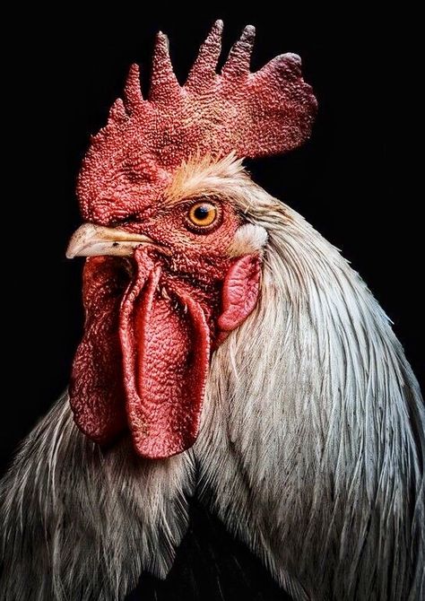 Rooster Photography, Chicken Eyes, Baba Yaga House, Rooster Tattoo, Chicken Head, 2025 Trends, Traditional Sculptures, Eyes Drawing, Gallery Wallpaper