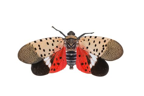 Spotted Lantern Fly Spotted Lanternfly, Lantern Fly, Night Jungle, Flying Lantern, Plant Tissue, Red Patch, Beautiful Bugs, Tree Trunks, Tree Bark