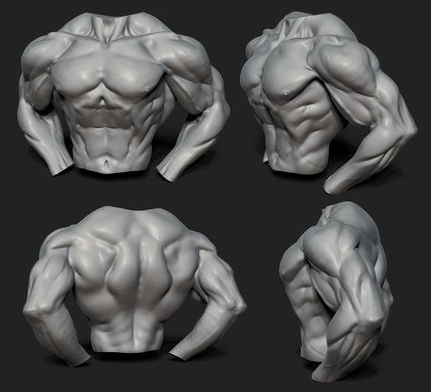 Torso Sketch, Zbrush Anatomy, Muscle Art, Body Male, Human Anatomy Reference, 3d Anatomy, Anatomy References, Zbrush Tutorial, Anatomy Sculpture