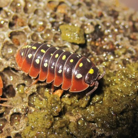 Armadillidium Sp. "Montenegro". There are a few species that these might, I think now they are A.klugii, the Mediterranean black widows mimic but A.werneri also seems quite similar. Crustacea. Malacostraca. Isopoda. Oniscidea. Armadillidiidae. Woodlice, Pill Bug, Wolf Spider, Cool Insects, Cool Bugs, Jumping Spider, Pets 3, Creepy Crawlies, Arthropods