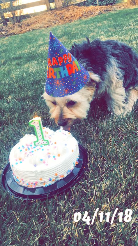 Bentley’s 1st Birthday. #yorkie Poodle Cuts, Yorkie Terrier, Yorkie, Animal Pictures, 1st Birthday, Cute Animals, Puppies, Birthday, Dogs