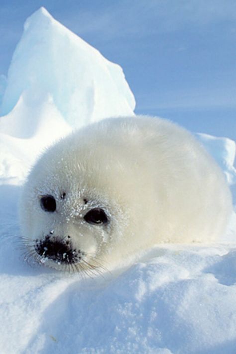 Baby Seal, The Snow, Seals