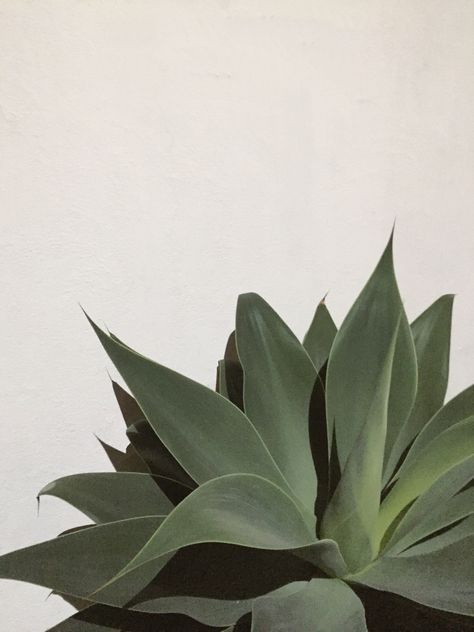 Agave Wallpaper, Agave Aesthetic, Agave Plant Aesthetic, Agave Fields Mexico, Agave Ovatifolia, Agave Century Plant, California Plants, Joshua Tree California, Agave Plant