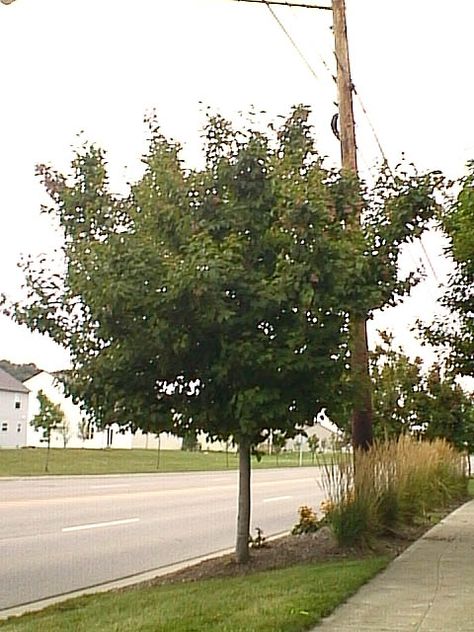 Tatarian Maple (Acer tataricum) Tatarian Maple Tree, Acer Tataricum, Amur Maple, Urban Forestry, The Ohio State University, Red Maple, Shade Trees, Maple Tree, Small Trees