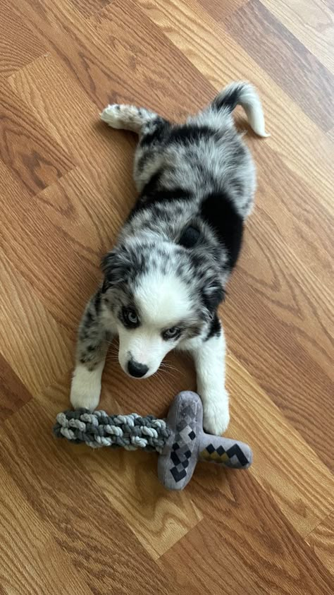 Australian Shepherd Stuffed Animal, Mini Blue Merle Australian Shepherd, Mini Aussie Blue Merle, Blue Merle Mini Aussie, Mini Australian Shepherd Blue Merle, Blue Merle Border Collie Puppy, Blue Merle Australian Shepherd, Mini Aussie Puppy, Miniature Australian Shepherd Puppies