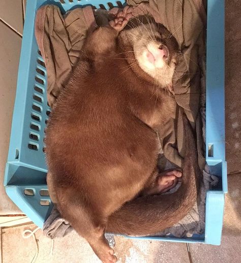 Archibald Otter on Instagram: “Steve's new diet is going exceptionally well.  Steve is trying his best.” Otter Cute, Fat Dogs, Otters Cute, Otter Love, Baby Otters, Sunday Mood, River Otter, Cute Kawaii Animals, Lovely Creatures