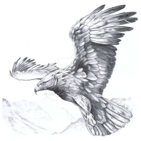 The second golden eagle, who belongs to "Aquila chrysaetos I" Drawn at home / school in free lessons. Same tools. Egale Drawing, Eagle Tattoo Forearm, Traditional Eagle Tattoo, Eagle Drawing, Eagle Painting, Eagle Tattoos, Eagle Art, Eagle Tattoo, Golden Eagle