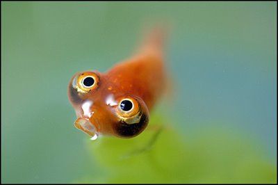 Celestial Eye Goldfish....awe! Goldfish, Fish, Water