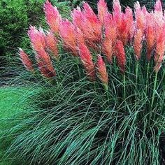 Pink Pampas, Pink Pampas Grass, Ornamental Grass, Grasses Garden, Grass Seed, Ornamental Plants, Ornamental Grasses, Pampas Grass, Lawn And Garden