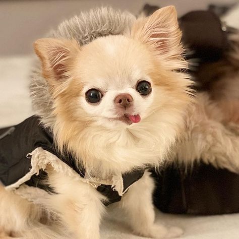 Le chihuahua papillon est un des mélanges les plus mignons de tous les petits chiens qui existent! Bien qu’il soit facile de tomber amoureux d’un si joli chiot, c’est une bonne idée que les propriétaires potentiels se familiarisent avec ce chien populaire de race mélangée avant de se décider d’en avoir un. Anime Wallet, Long Haired Chihuahua, Tiny Puppies, Dream Dog, Chihuahua Mix, Chihuahua Puppies, Chihuahua Dogs, Humane Society, Animal Memes