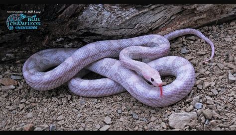 Lavender corn snake Lavender Corn Snake, Snake Breeds, Types Of Snake, Pretty Snakes, Colorful Snakes, Coral Snake, Purple Snake, Corn Snake, Snake Lovers