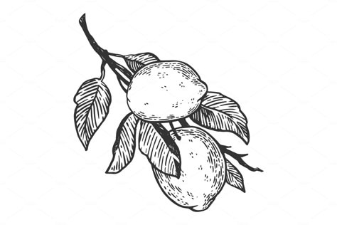 lemon citrus engraving vector by AlexArt on @creativemarket Tattoo Bein Frau, Lemon Drawing, Woodcut Tattoo, Fruit Tattoo, Engraving Tattoo, Plant Tattoo, Engraving Illustration, Tattoo Style Drawings, Tattoo Flash Art