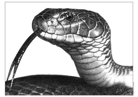 real drawings of reptiles Serpent Drawing, Pointalism Art, Snake Sketch, Dot Drawing, Snake Illustration, Dotted Drawings, Model Tattoo, Snake Drawing, Stippling Art