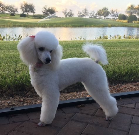 Miniature Poodle Haircuts, Poodle Hairstyles, Toy Poodle Haircut, Poodle Haircut Styles, White Toy Poodle, Poodle Hair, Poodle Haircut, Poddle, Poodle Cuts