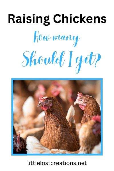 Raising Chicks, Egg Laying Chickens, Chicken Tractors, Diy Chicken Coop Plans, Backyard Chicken Farming, Laying Hens, Raising Backyard Chickens, Keeping Chickens, Chicken Coop Plans