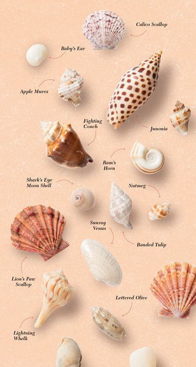 Seashell Identification, Sea Shells Diy, Types Of Shells, Beach Themed Crafts, Shell Wind Chimes, Seashell Projects, Shells And Sand, Shell Game, Shells Diy