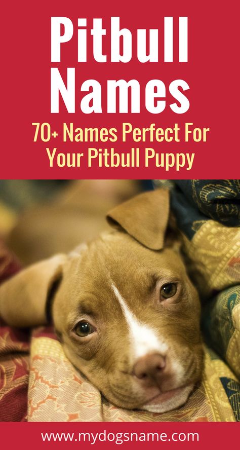 The ultimate list of Pitbull dog names. 70+ ideas that range from tough and tenacious to cute and cuddly. Find the perfect dog name! Pitbull Dog Names Boy, Tough Dog Names Boys, Boy Pitbull Names, Girl Pitbull Names, Female Pitbull Names, Pitbull Puppy Names, Pitbull Dog Names, Female Pitbull, Pitbull Names