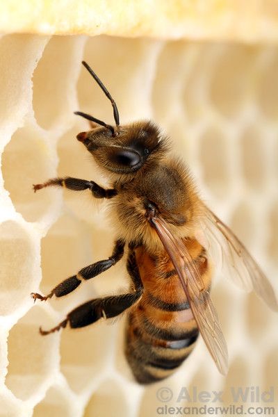 Foto Macro, Raising Bees, Worker Bee, Buzzy Bee, I Love Bees, Bees And Wasps, Bee Keeper, Bee Friendly, White Wax