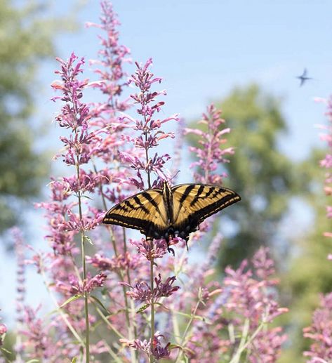 Agastache cana (Texas Hummingbird Mint) New Mexico Plants, Giant Hyssop, Hummingbird Mint, Summer Flowering Bulbs, Hummingbird Garden, Contemporary Garden, Flower Spike, Vertical Lines, Herbaceous Perennials