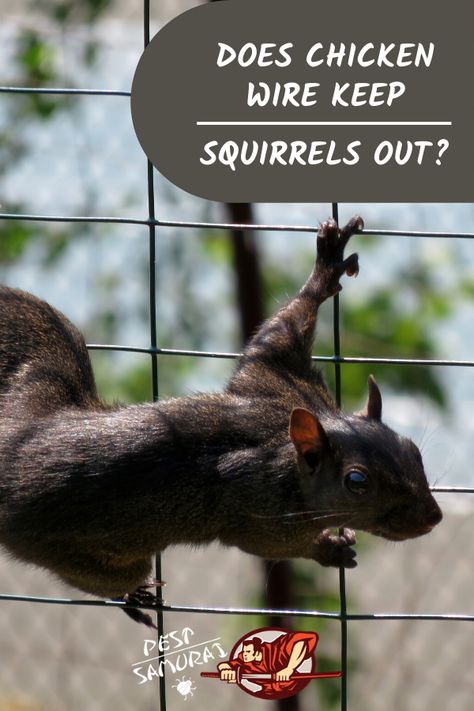 Squirrel Proof Garden Enclosure, Chicken Wire Greenhouse, Squirrel Proof Garden Raised Beds, Chicken Wire Garden, Squirrels In Garden, How To Keep Squirrels Out Of Your Garden, Garden Squirrel Protection, Keeping Squirrels Out Of Garden, Chicken Wire Garden Fence