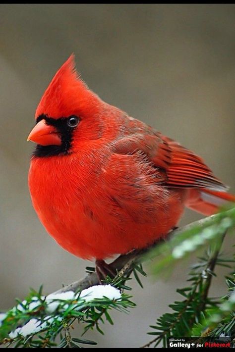 Norther Cardinal male beauty                                                                                                                                                                                 More Burung Kakatua, Birds Video, Dancing Birds, State Birds, Birds Nest, Red Bird, Cardinal Birds, Backyard Birds, Bird Pictures