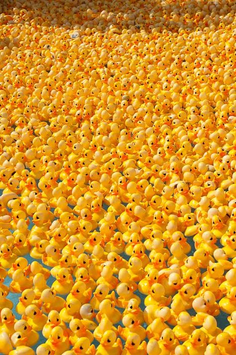 Duck Derby - The warm fuzzy feeling Rubber Duck Background, Rubber Duck Aesthetic, Rubber Duck Wallpaper, Duck Memes, Duck Pictures, Duck Wallpaper, Quack Quack, Funny Duck, Rubber Ducks