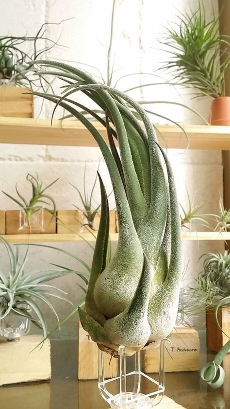 Types Of Air Plants, Air Plants Diy, Air Plant Garden, Plant Display Ideas, Air Plants Decor, Air Plants Care, Air Plant Display, Tillandsia Air Plant, Air Plant Terrarium