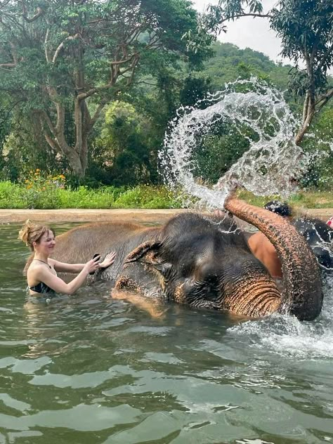 Thailand, lagoon, water, forest washing elephant, Elephant sanctuary, Elephant, travel inspiration, green, swimming, pattaya, aesthetic, photography Animal Sanctuary Aesthetic, Thailand Elephant Sanctuary, Elephant Swimming, Elephant Sanctuary Thailand, Elephant Aesthetic, Water Forest, Gap Year Travel, Thailand Elephants, Thailand Adventure